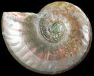 Flashy Red Iridescent Ammonite - Wide #45776-1